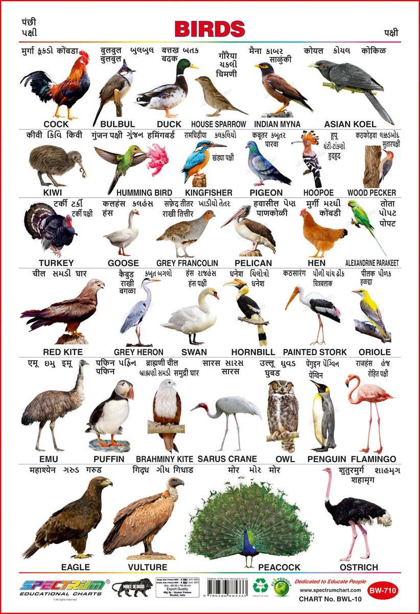 top-165-name-of-pet-animals-in-hindi-merkantilaklubben