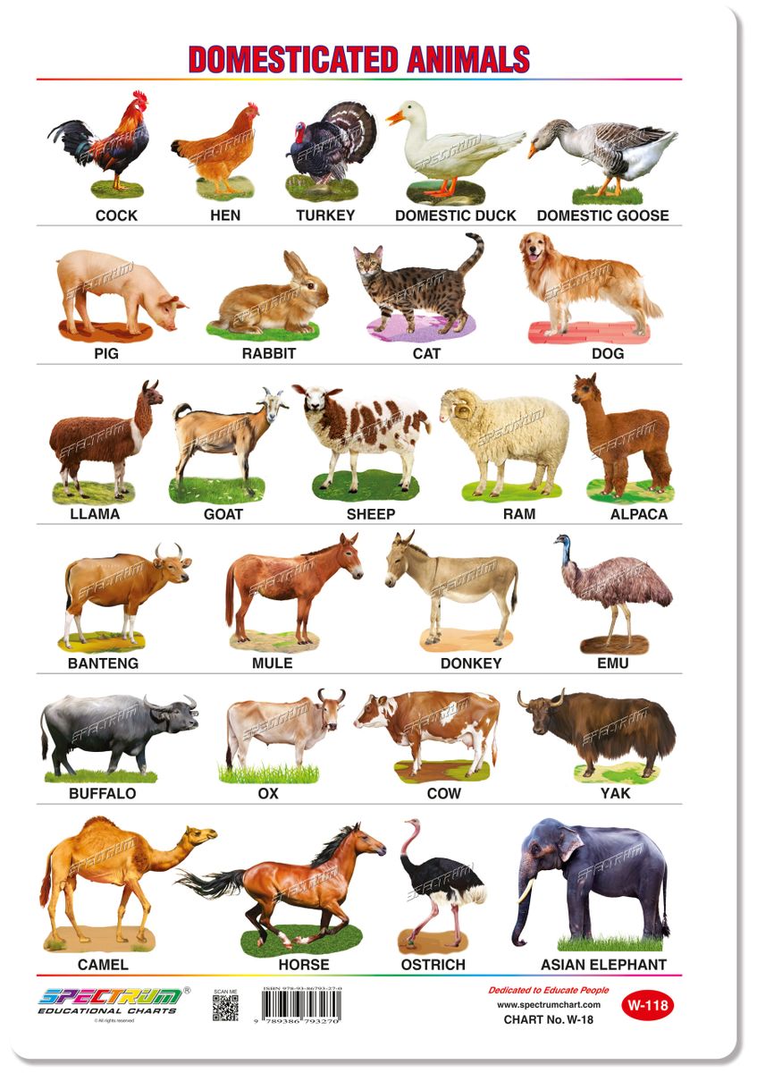 Pet Animals Chart | ubicaciondepersonas.cdmx.gob.mx
