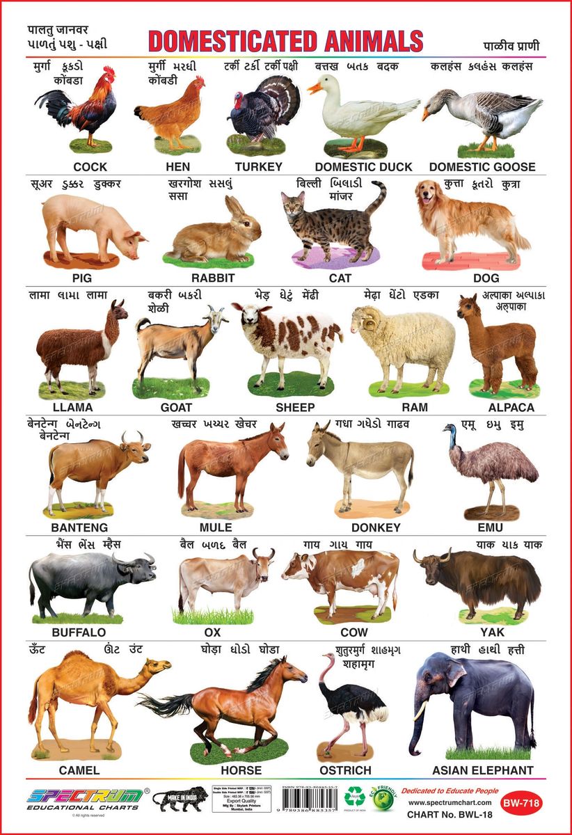 Top 118 + Wild animals and domestic animals names - Inoticia.net