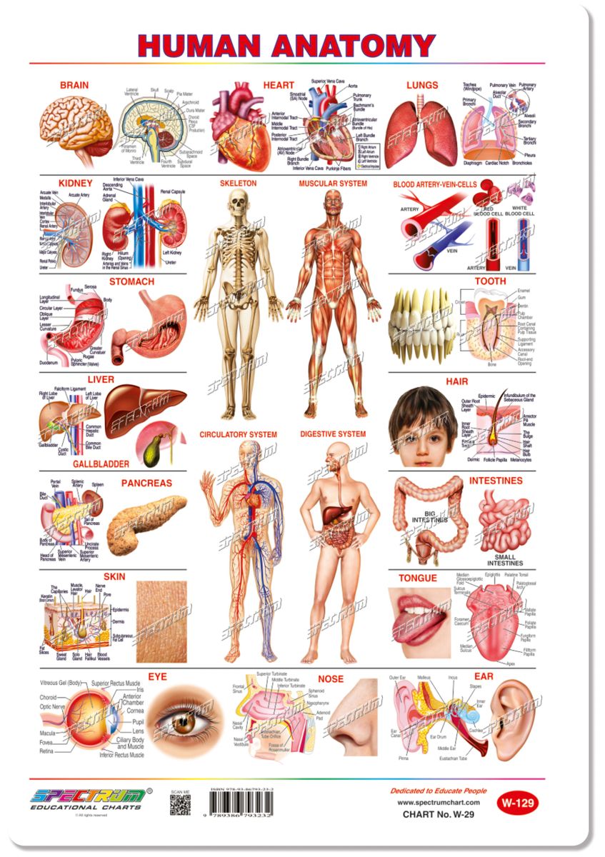 Chart Human Anatomy
