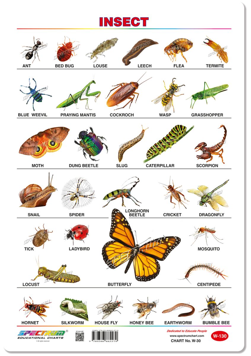 Chart Insects