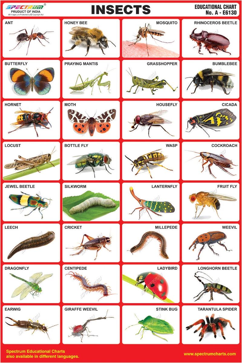 Chart Insects