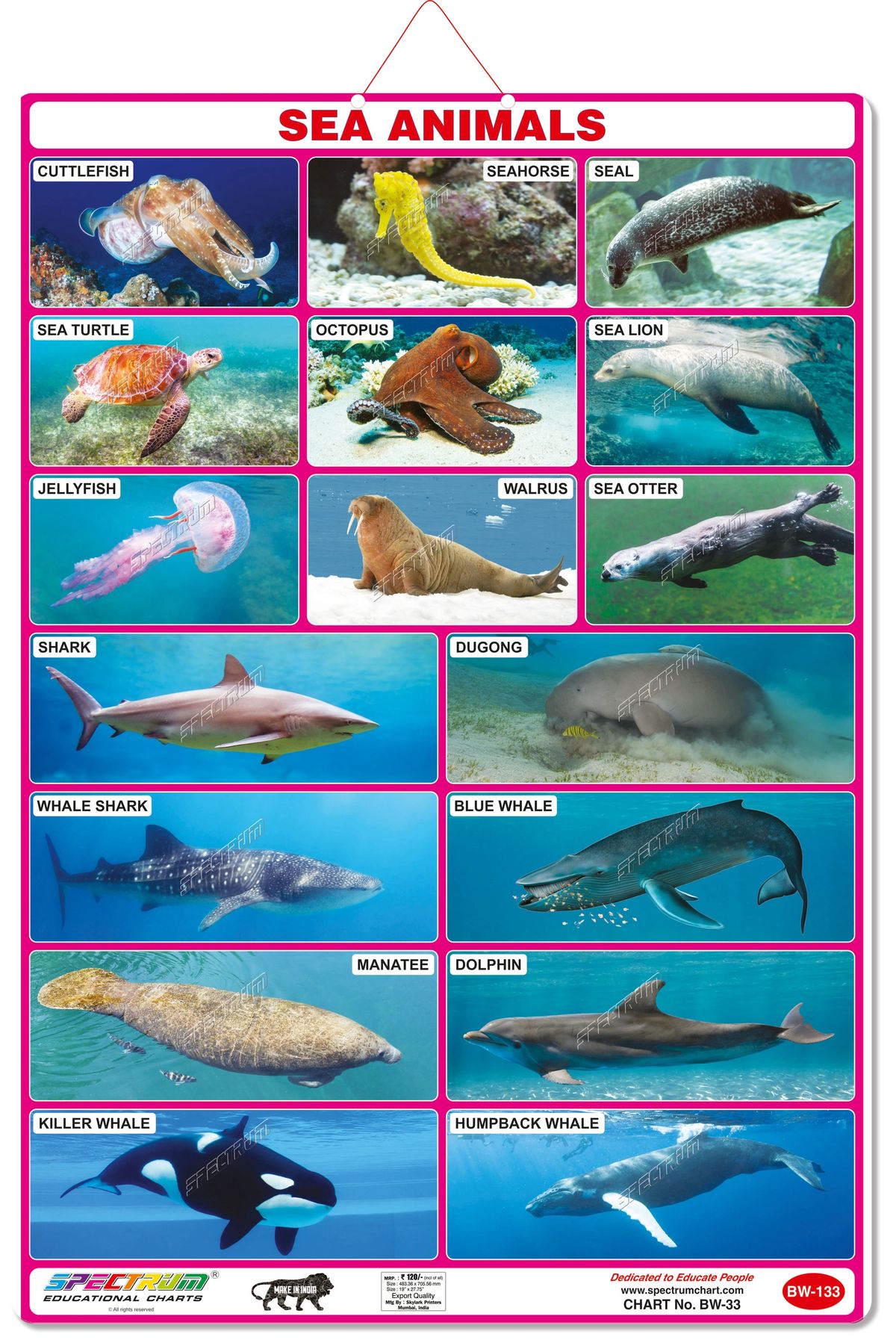 aquatic animals chart