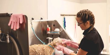 Woman bathing a small dog in a grooming station.