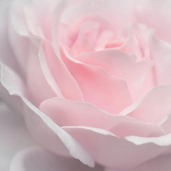 Innersun Psychology logo