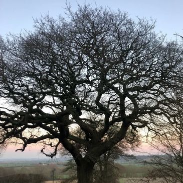 Sacred Tree