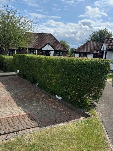 Neatly trimmed hedge along a paved driveway with houses in the background.