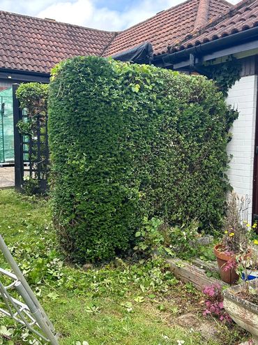 Well-trimmed green hedge corner in a garden beside a house.