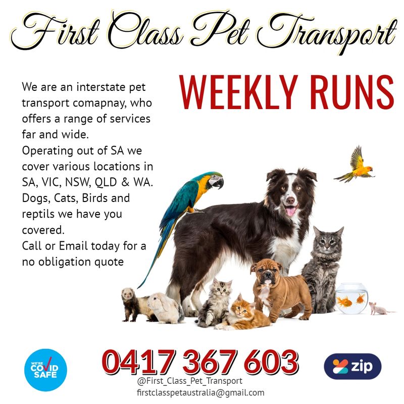 Pet - First Class Pet Transport Pet - First Class Pet Transport
