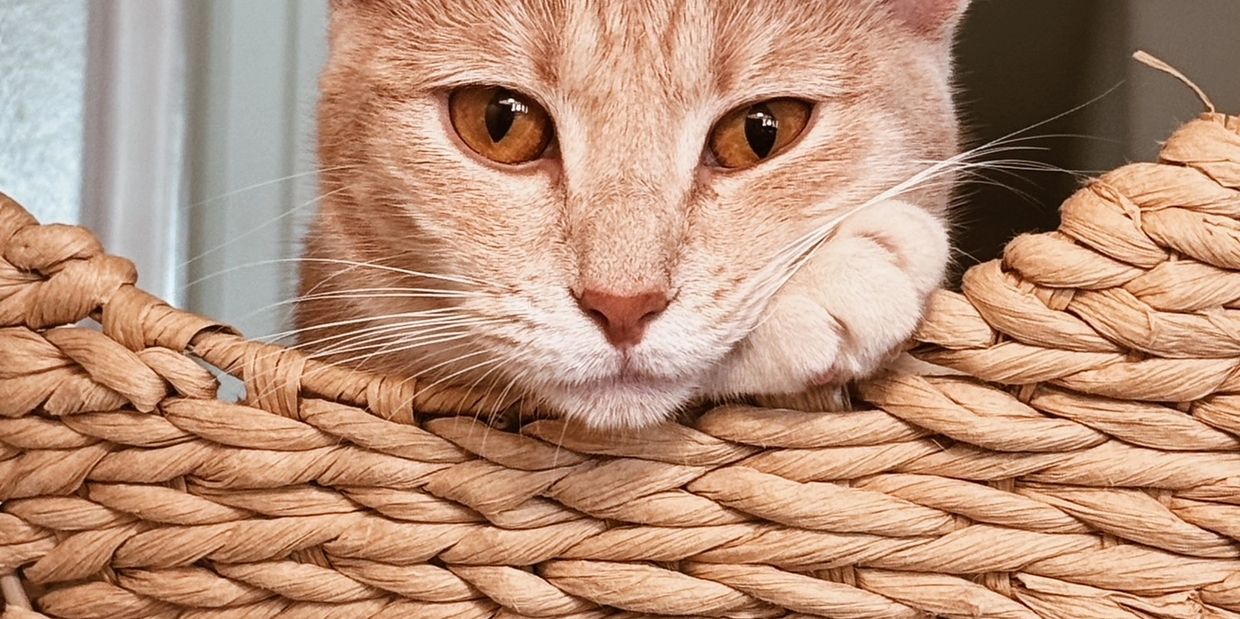 Close-up of an orange cat resting on a woven basket edge.