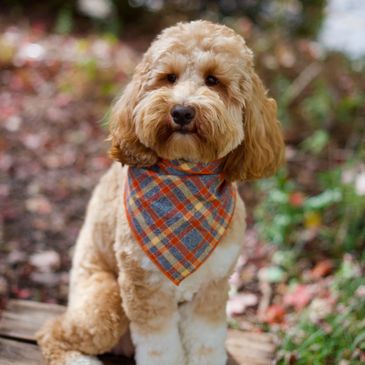 Mini goldendoodle stud