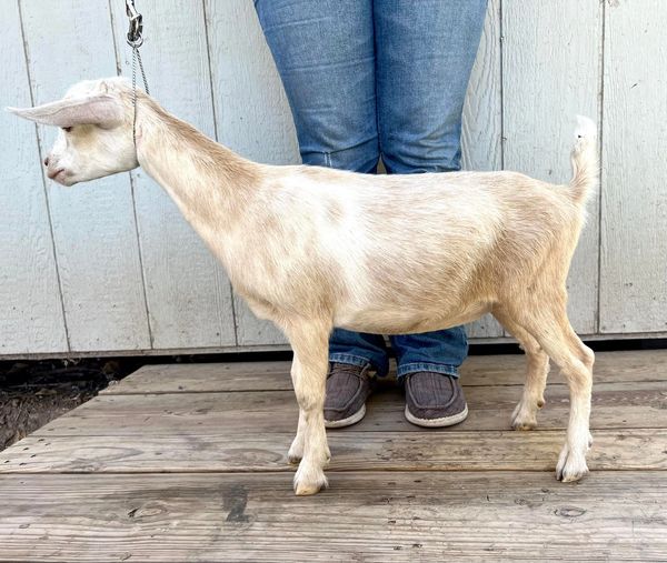 Light brown goat standing on wooden floor beside person.