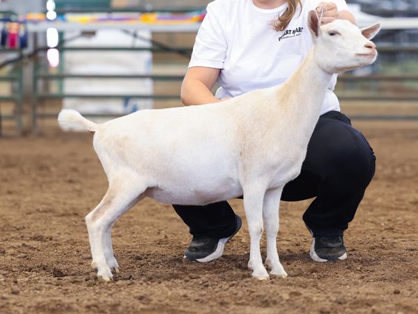 Person presenting a white goat at a show.