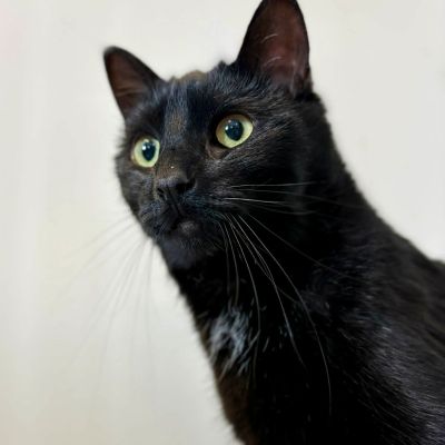Close-up of a black cat with striking green eyes.