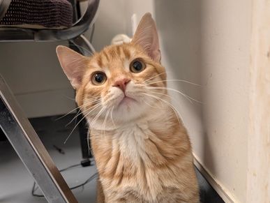 Curious orange tabby cat looking up with wide eyes indoors.