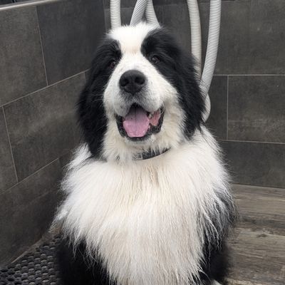 Happy black and white fluffy dog sitting.