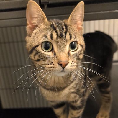 Close-up of a curious tabby cat with large eyes and long whiskers.
