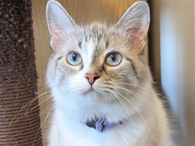Close-up of a blue-eyed cat wearing a collar with a bell.