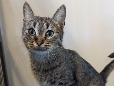 Close-up of a curious tabby cat with wide eyes.