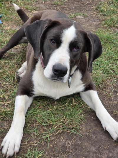 Black and white dog lying on grass.