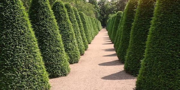 tree pruning