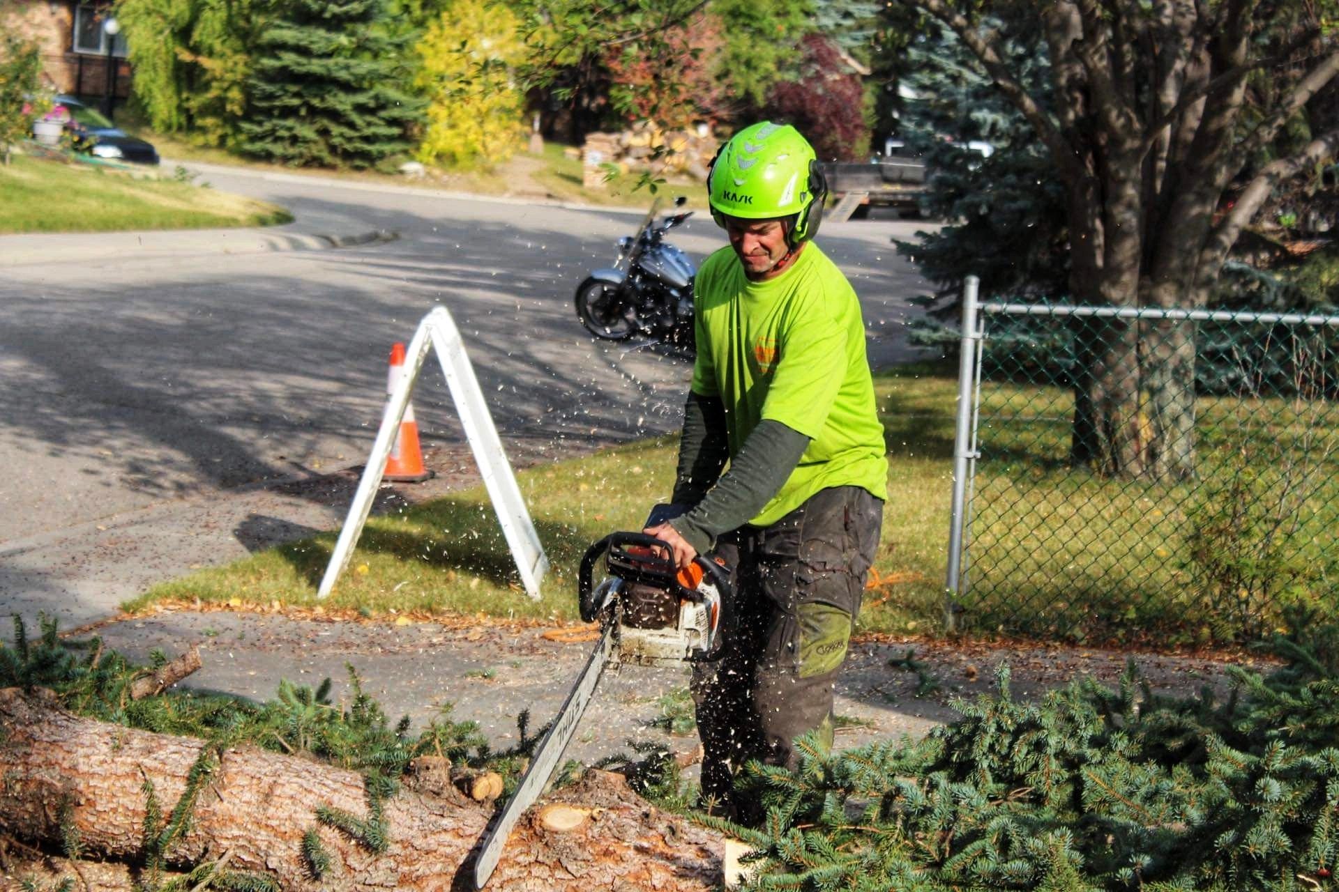 tree removal Wild Side Tree Care