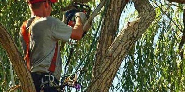 Tree pruning