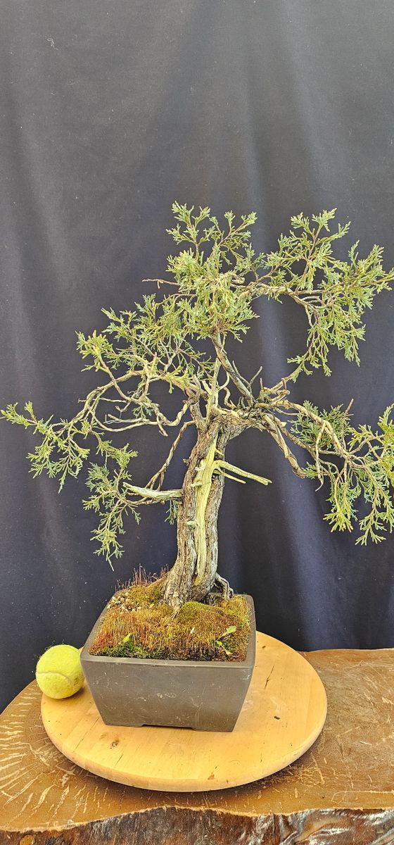 Rocky Mountain Juniper Yamadori Bonsai