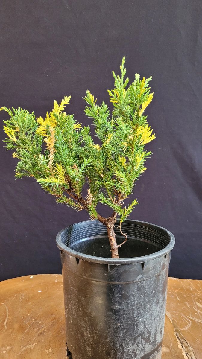 Juniper Variegated Parsoni tree
