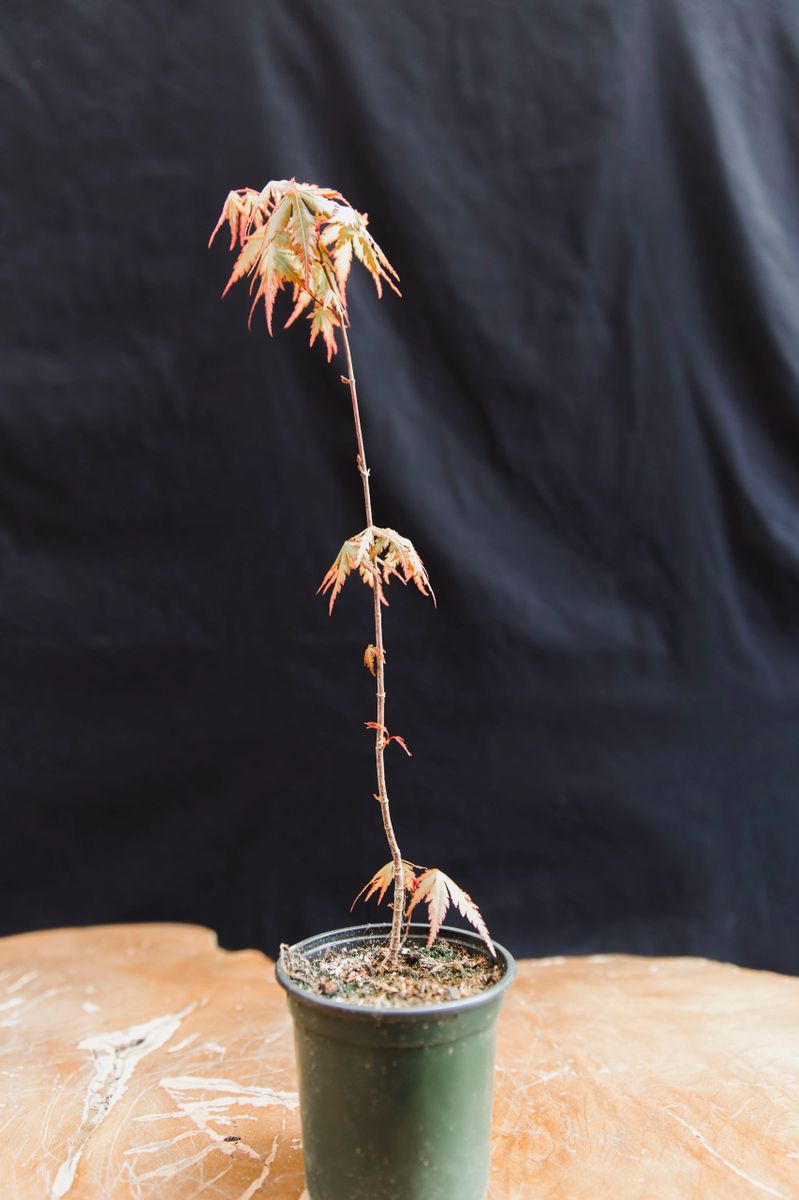 Green Japanese Maple Seedling