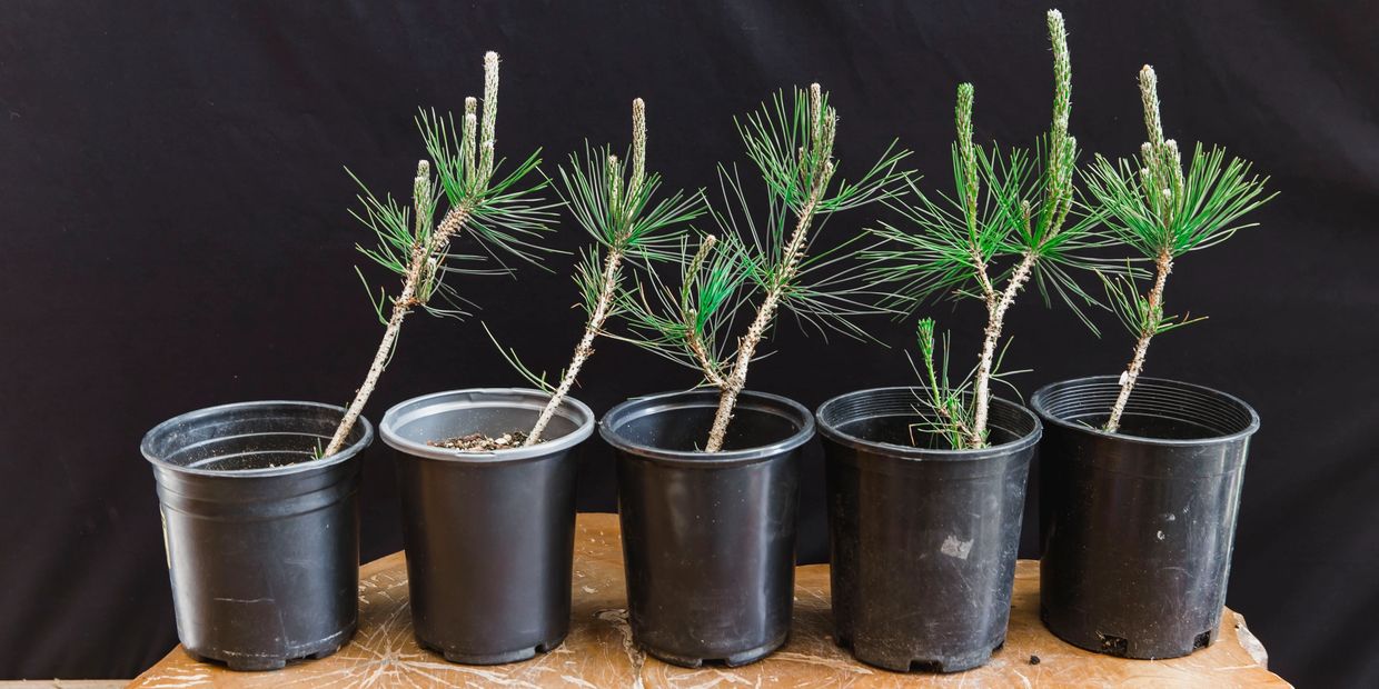 PreBonsai Trees