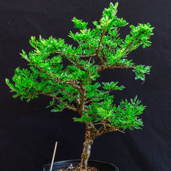 Prebonsai Trees