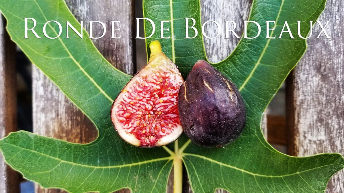 Onhandig jukbeen Conserveermiddel Ronde De Bordeaux Fig Cutting x2