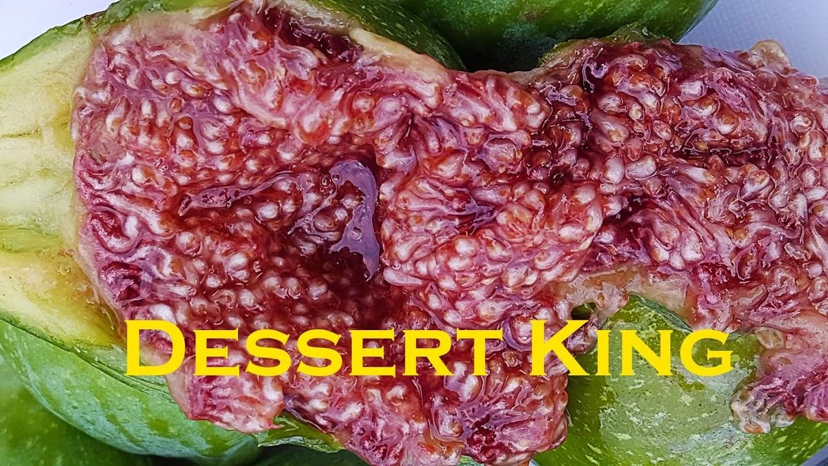 Desert King Fig Cuttings x3