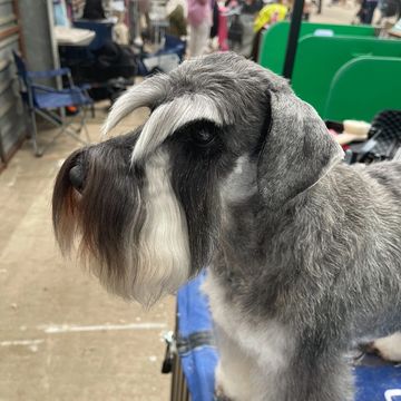 Close-up of a well-groomed Schnauzer dog with distinctive facial hair.