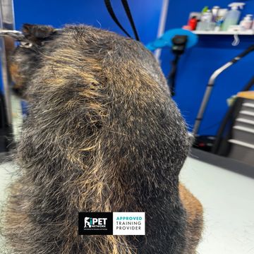 Close-up of a dog's fur with a pet training provider logo.