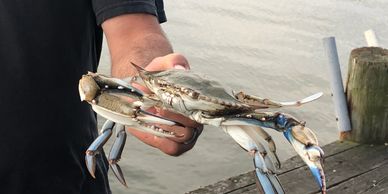 Fresh Maryland Crabs