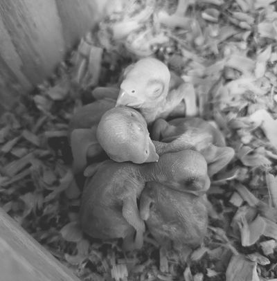 Newly hatched Indian Ringneck babies
