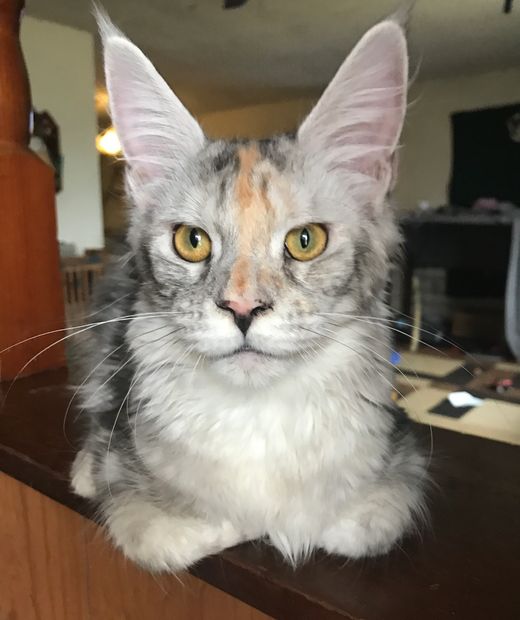 Bar O Maine Coons Maine Coon, Oklahoma