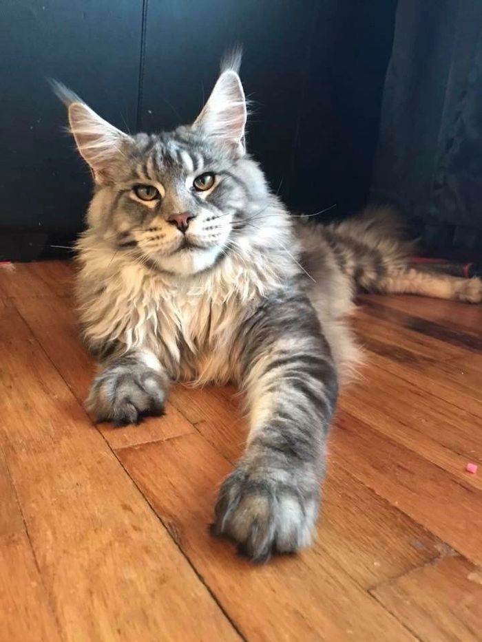 Maine Coon Kittens For Sale