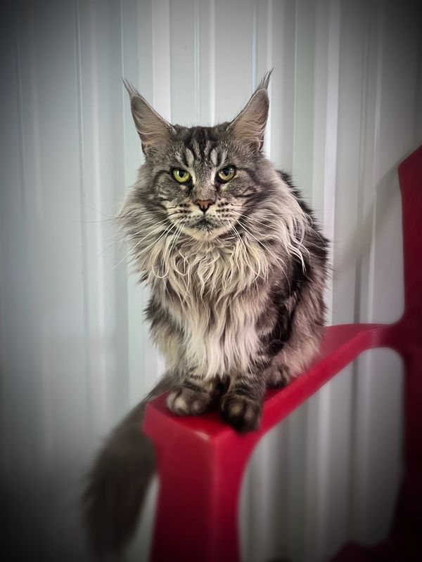 Bar O Maine Coons Reya.  She is a Queen and loves to be treated as such.  She has graced us with 2 b