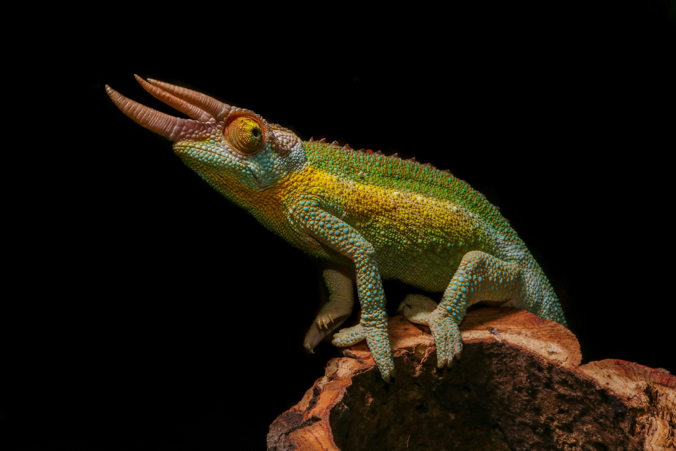 Reptiles Etc