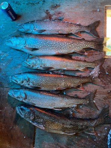 Six large fish laid out on a wooden surface with a Bud Light can nearby.