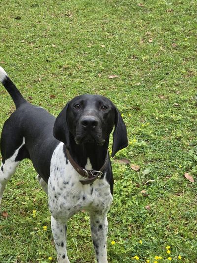 Meet Larry — our mold detection dog trained to sniff out hidden toxic mold with pinpoint accuracy. 