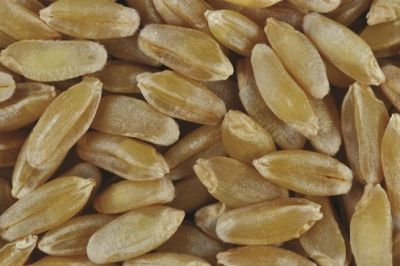 Close-up of several grains of wheat.