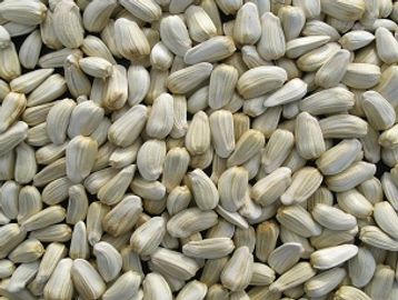 Close-up of shelled sunflower seeds spread out.
