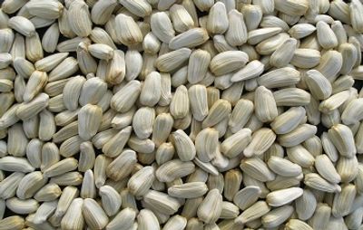 Close-up of a pile of shelled sunflower seeds.