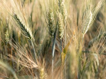 Close-up of wheat stalks in a field.