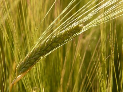 Close-up of a green barley ear in a field.