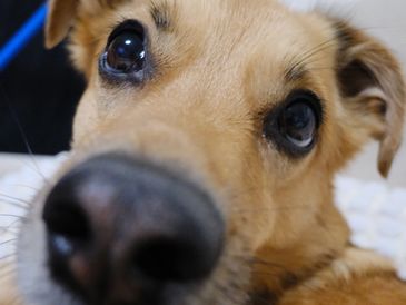 Close-up of a curious dog sniffing the camera.